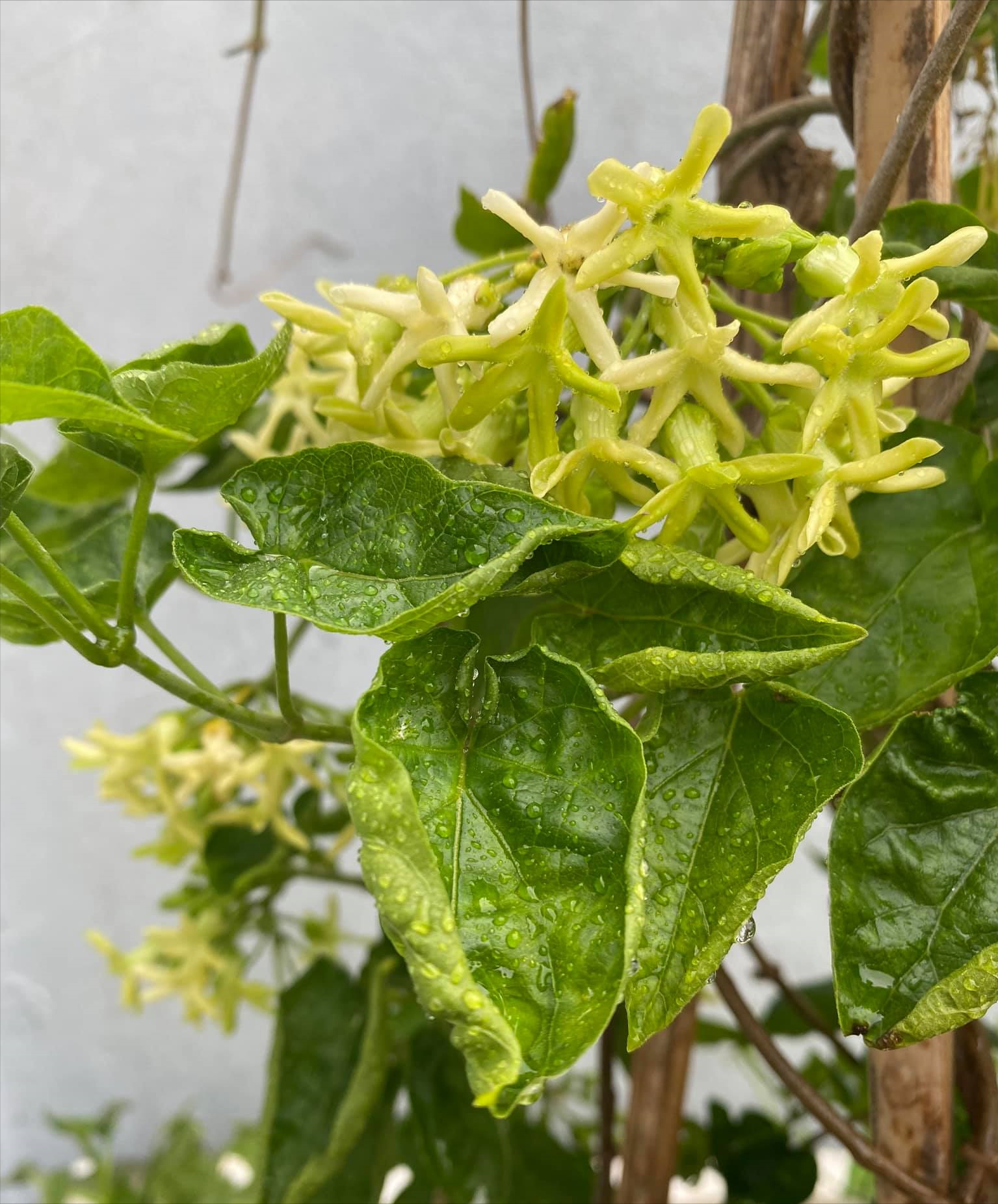 女厂长利用100平方米露台，投资3000块钱，种植了各种干净蔬菜