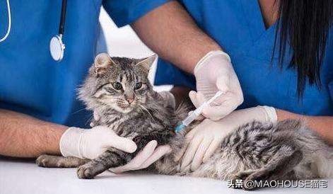 关于小猫疫苗接种