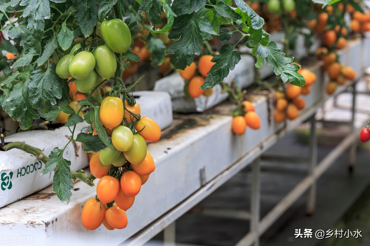 种菜难？老祖宗留下的6句蔬菜种植“顺口溜”，句句饱含智慧