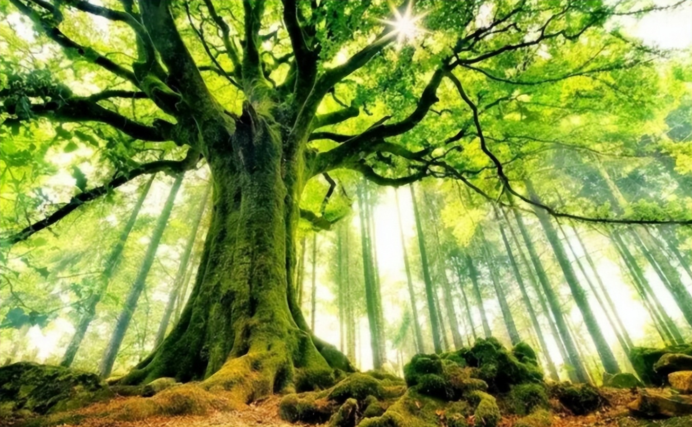 庄子一篇旷世奇文，彻底道破了无为的真谛，让人瞬间醍醐灌顶