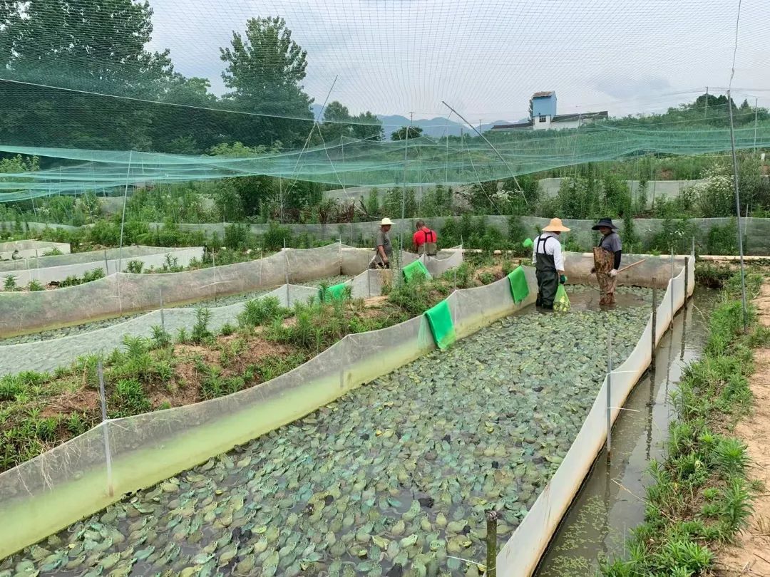 牛蛙养殖投资方案(牛蛙养殖投资方案范文)