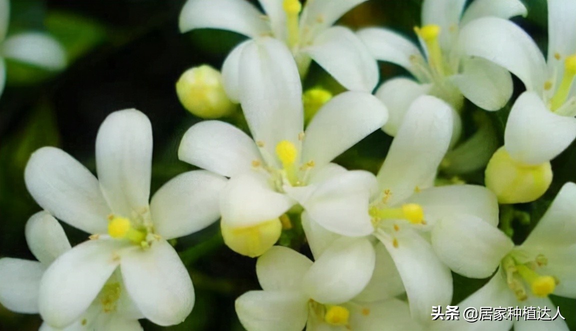 秋日养株九里香，馥郁又芬芳，好养易打理，有院子的建议种一种