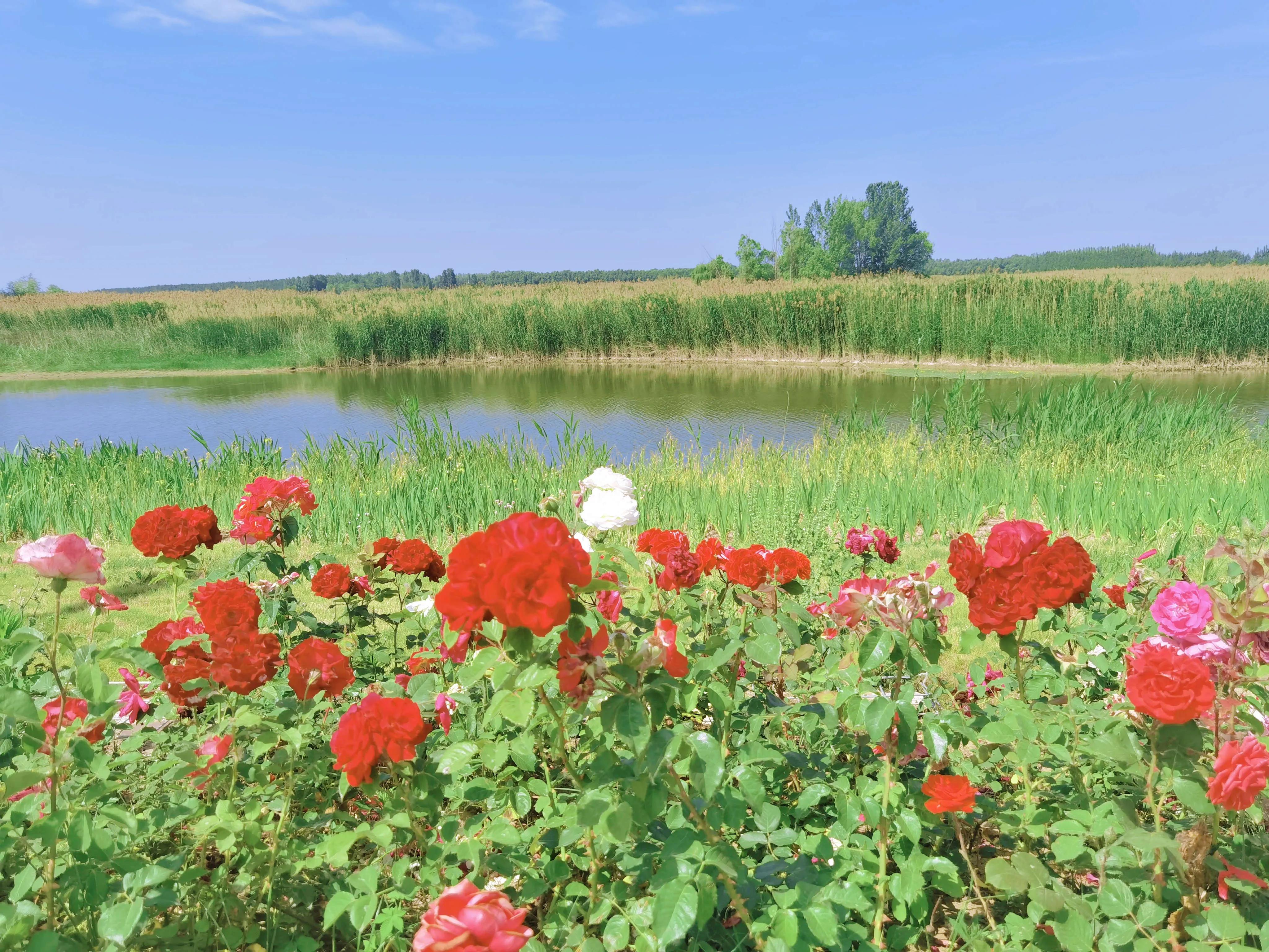 你就是我的国王（父亲，您永远是我的国王，感谢您做我清淡岁月里最耀眼的星辰）