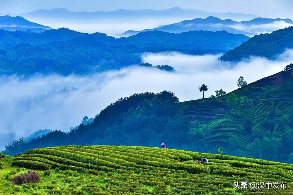 迤邐風(fēng)光，一睹為快！只此青綠，漢中茶園版！