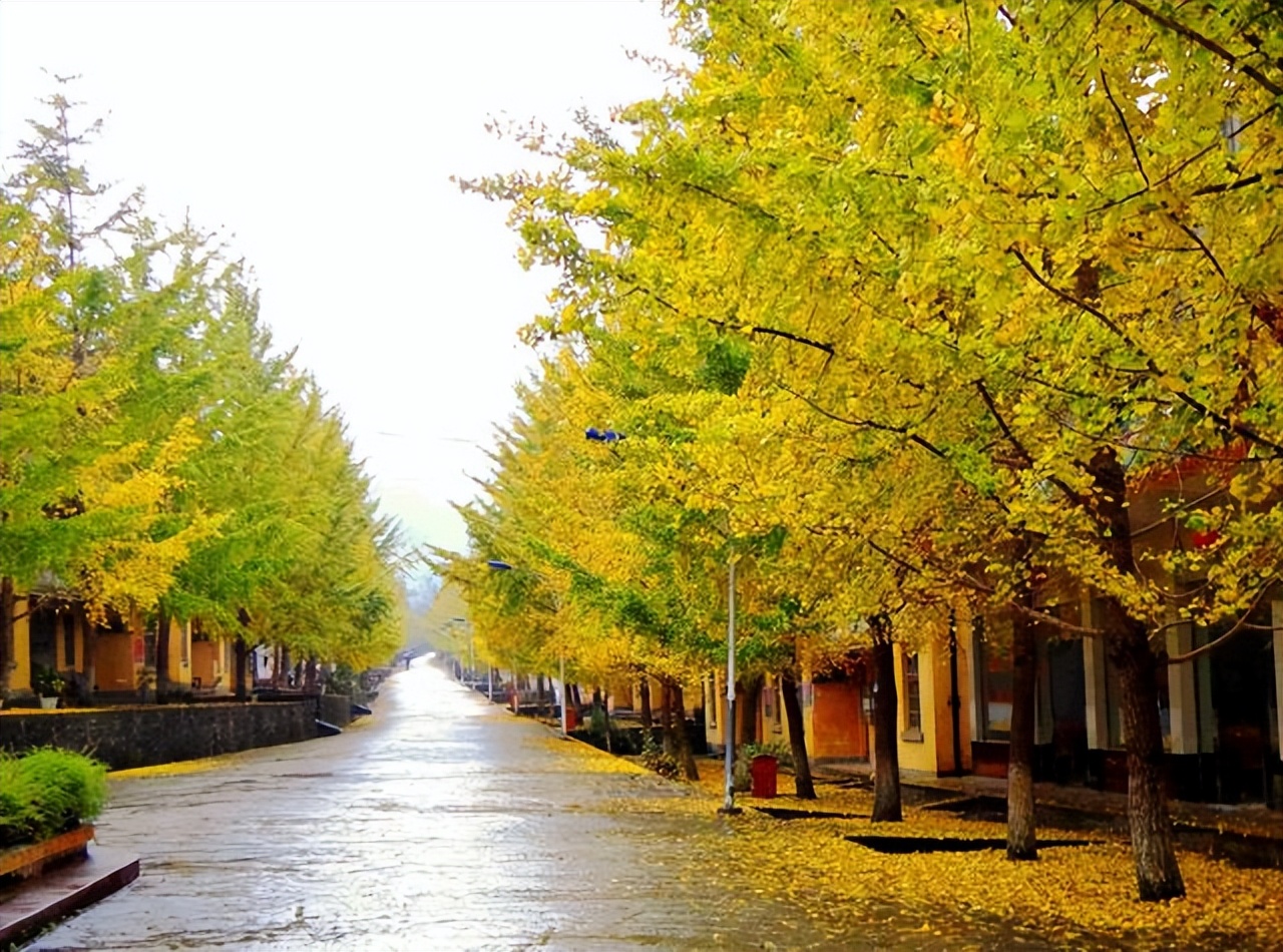 说说安徽省16个地级市的市树和市花