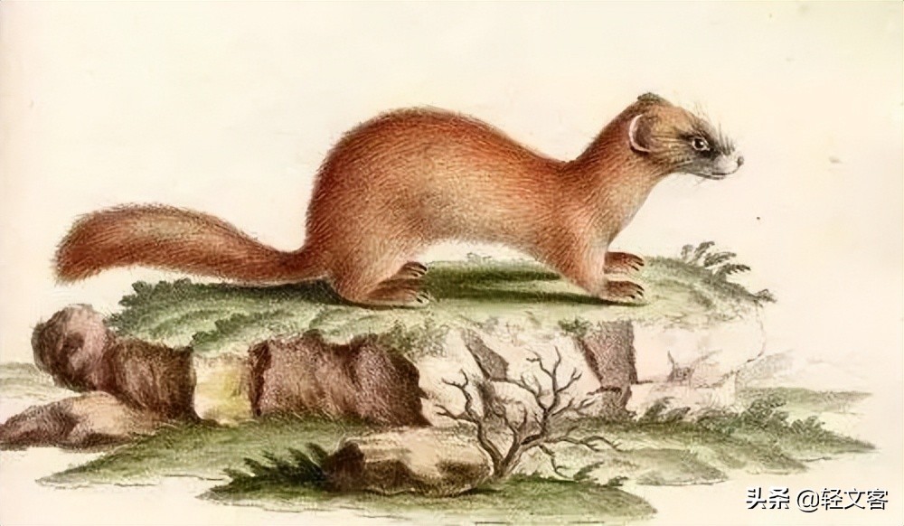 五仙也被称为"胡白·刘辉",他们是狐狸,黄鼠狼,刺猬,蛇,老鼠.