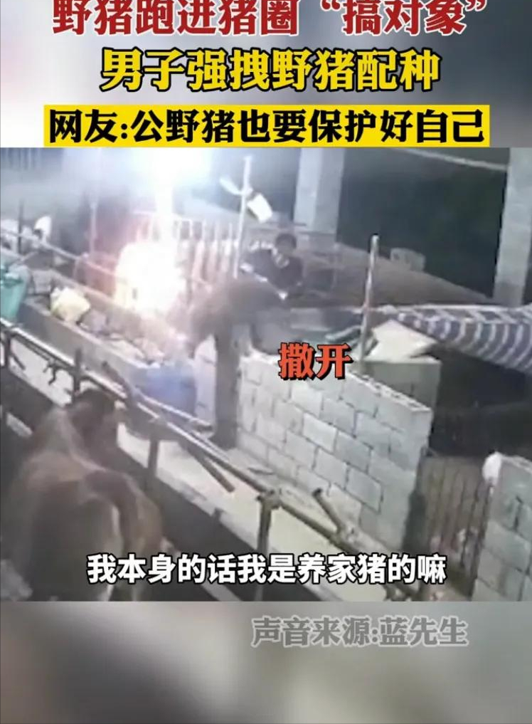 野猪跑进猪圈“搞对象”，男子强拽配种，网友：公野猪保护好自己