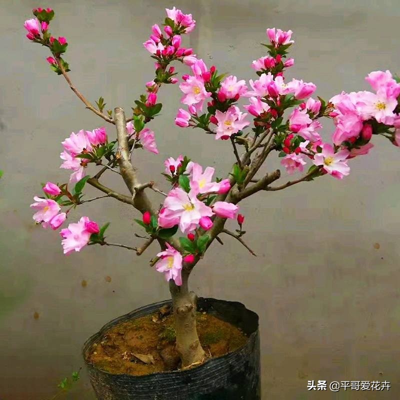 10种“富贵花”，给家里随便买几盆，高端、上档次，谁看了都喜欢