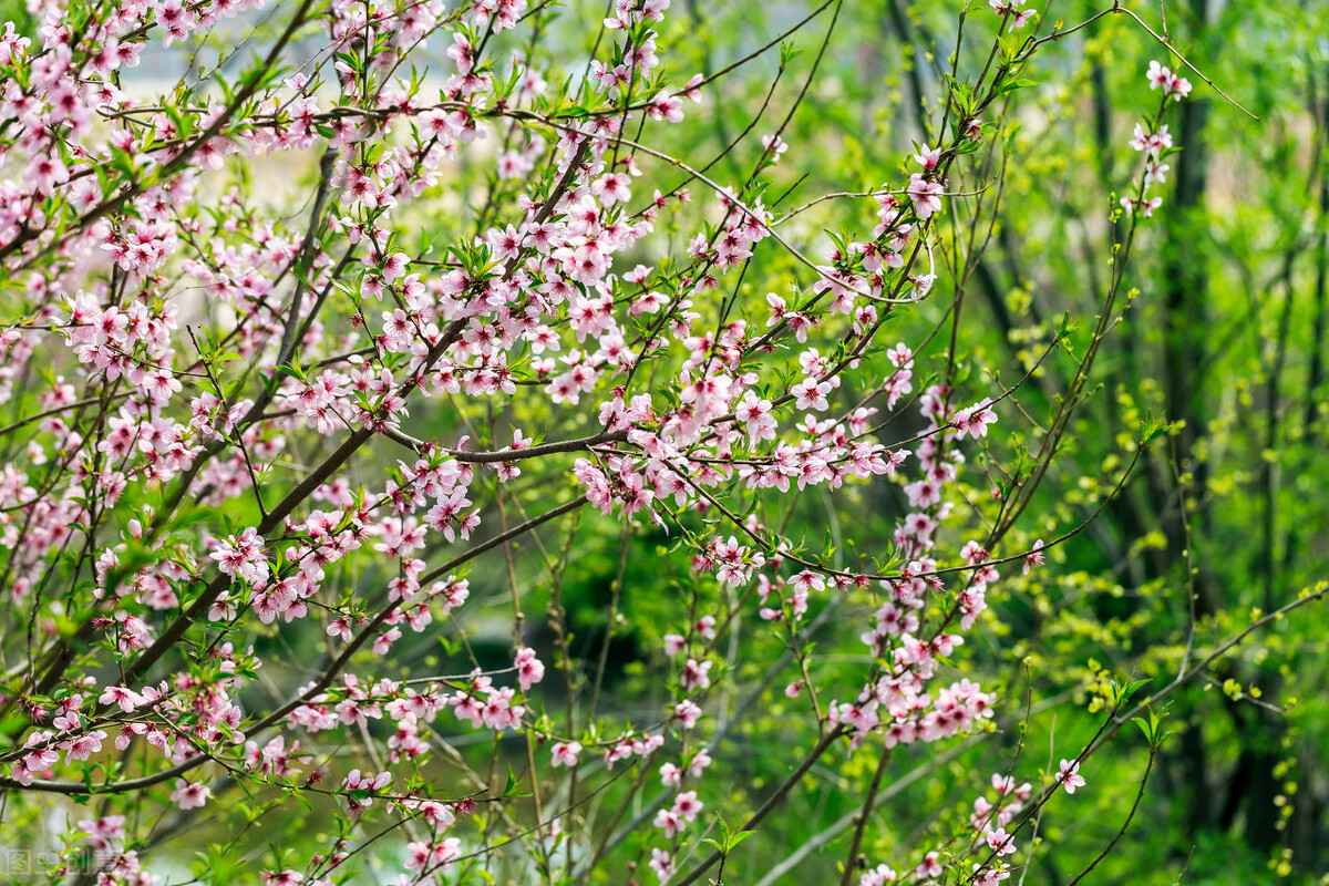 当唐诗宋词遇上春日美景,一起感受春天里的诗意美景