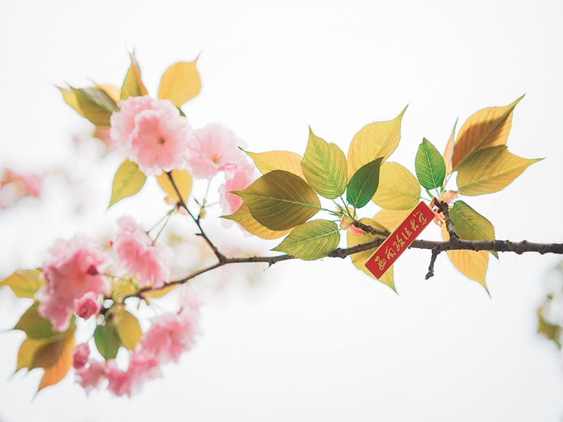 最新！教育部印发通知：重庆一高校3次上榜全国“重磅”名单！