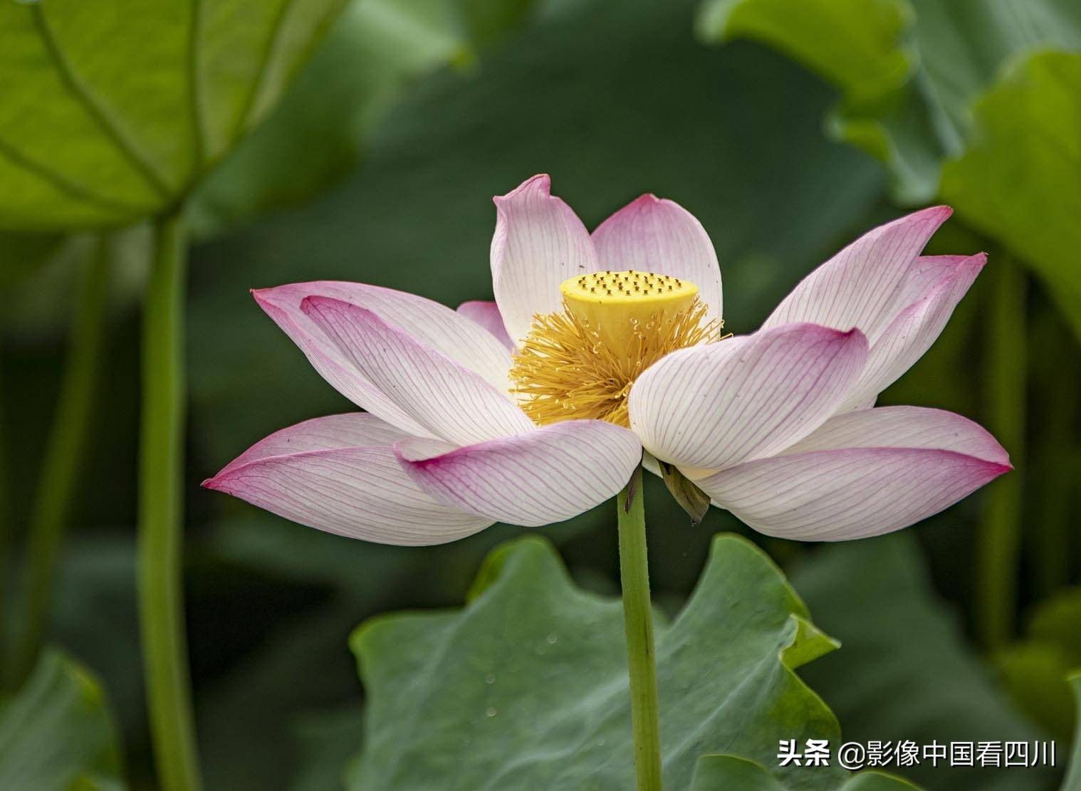 仁寿方家：映日荷花别样红