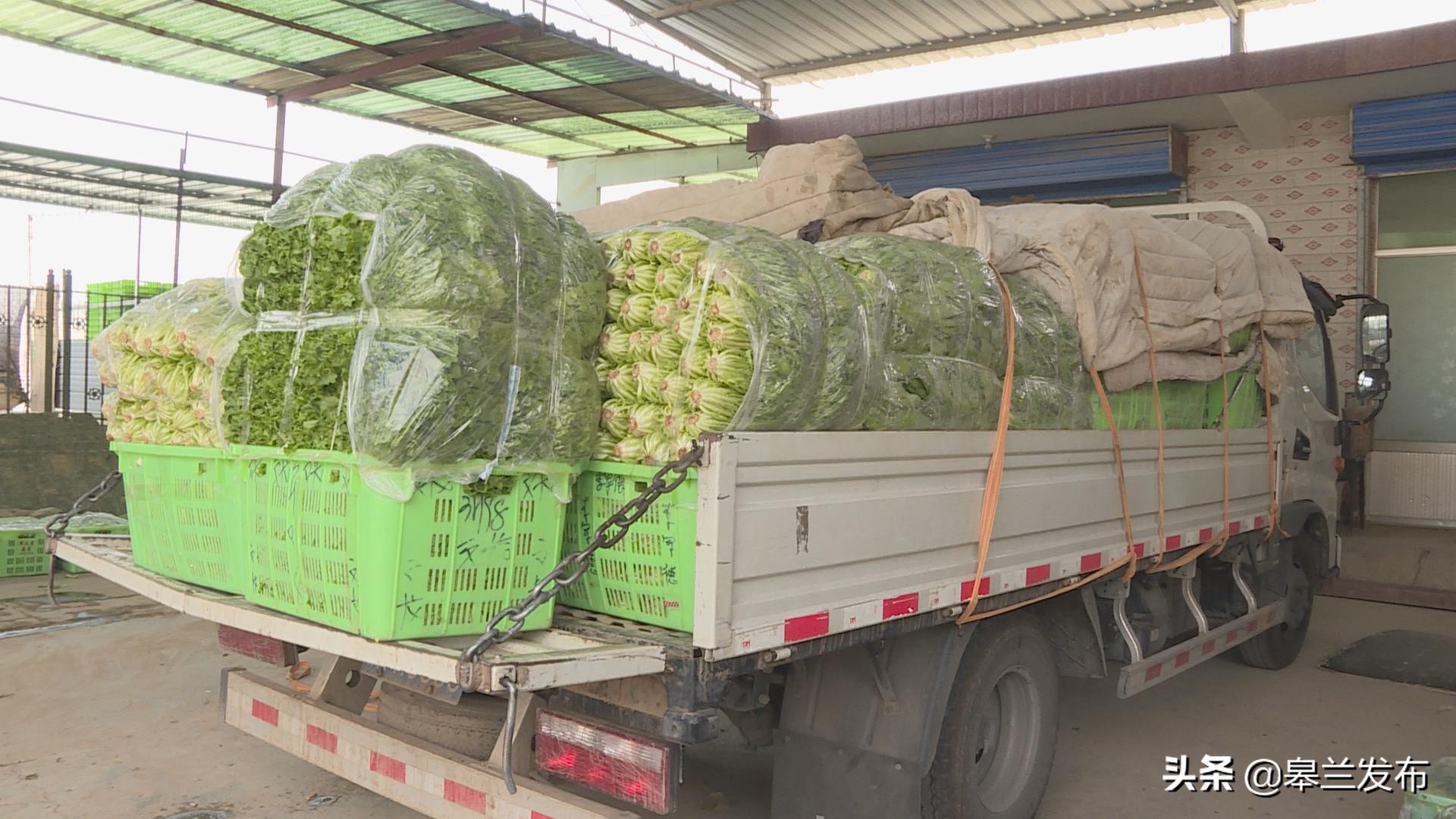 ������ʲ������������߲˴���������