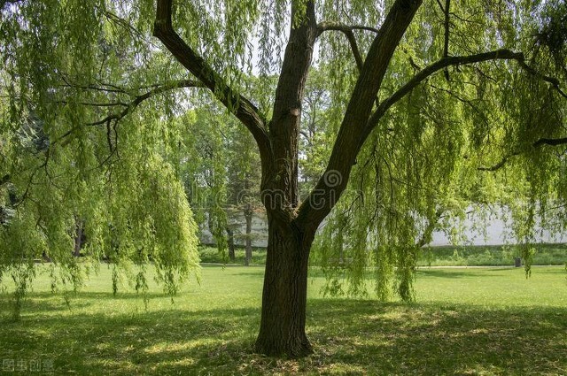 门前莫把杨树栽，树未发芽杨花开——柳树虽好，柳絮扰人