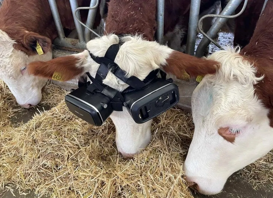 农场主正在用VR眼镜来提升奶牛的产奶量