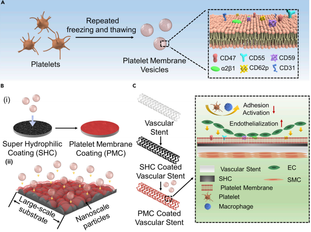 四川大学团队制备出血小板膜涂层植入器械，可避免免疫系统攻击