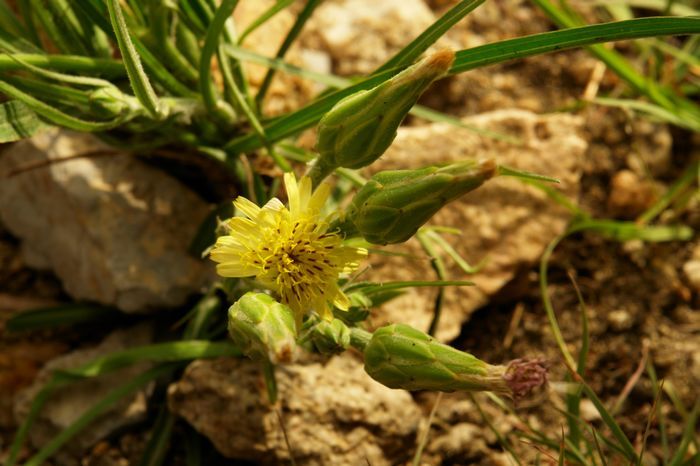 毛葱图片「东北毛葱图片」-友友