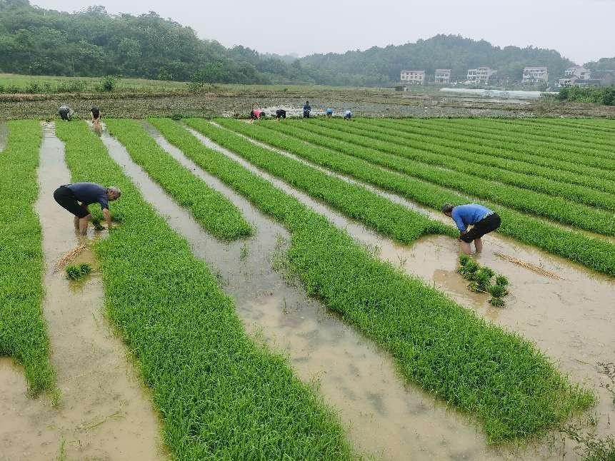 雀塘镇：防疫不松懈，春耕不误事