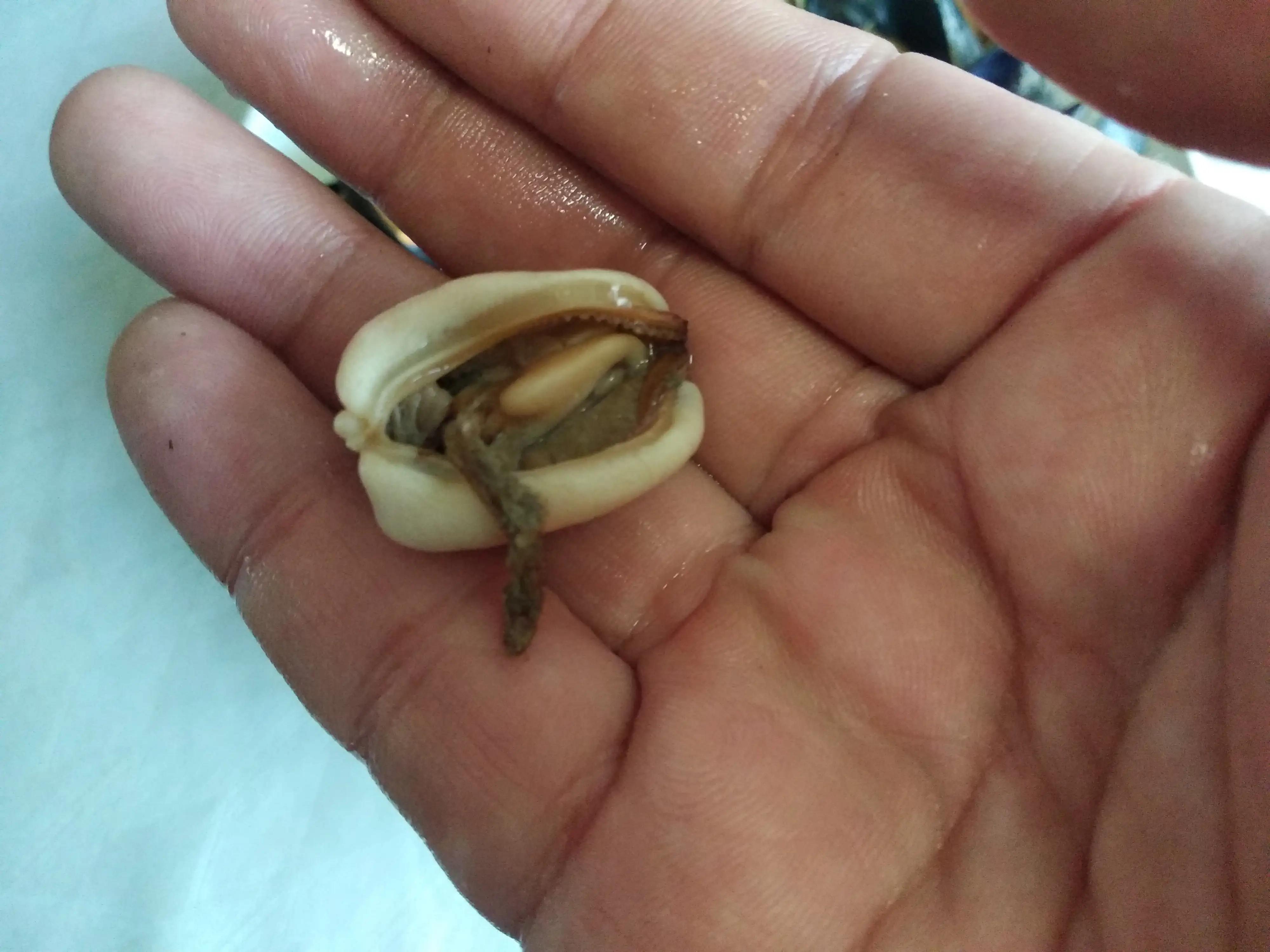 胶东人:别逗了!海虹可不能随便吃