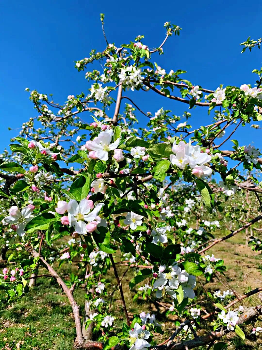 苹果花什么颜色图片