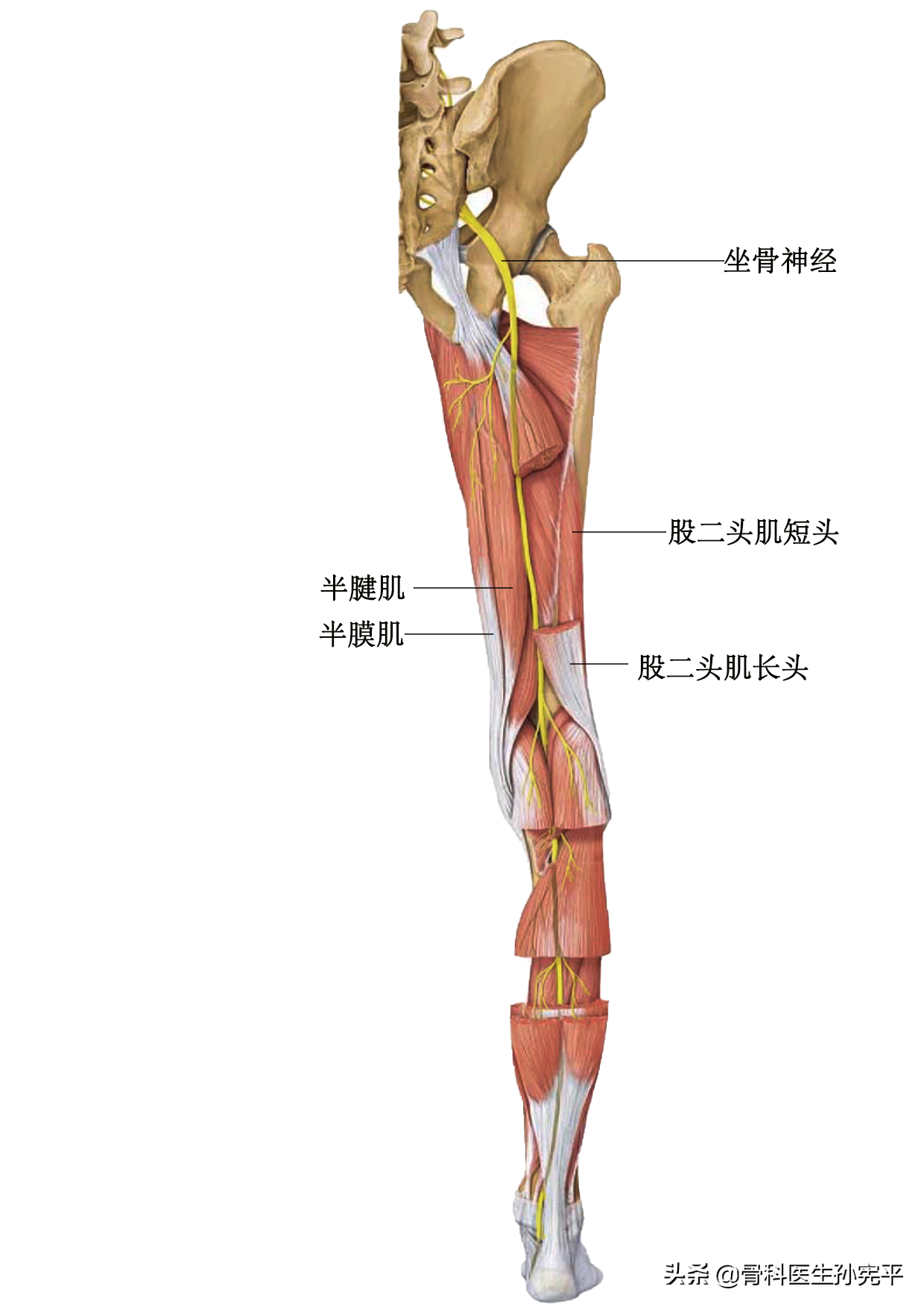 自坐骨結節和大轉子之間連線的中點,自下肢股骨內,外髁之間連線的中點