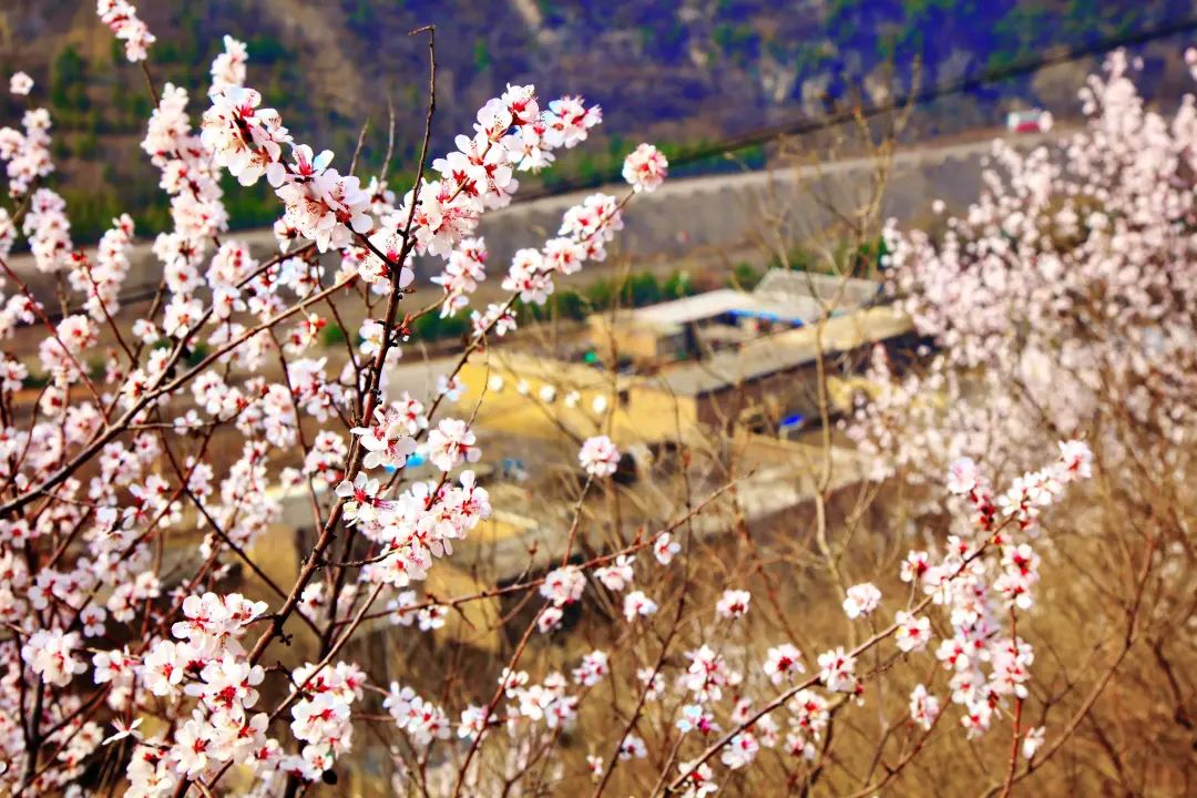 太原市晋源区：山花始盛开绿化管护忙