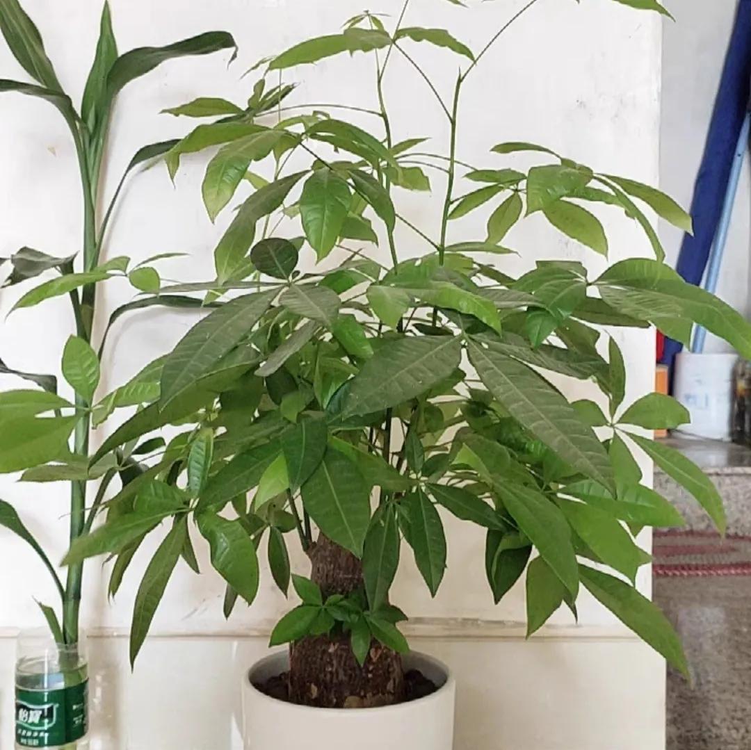 金钱树用啤酒养才茂盛（金钱树爱喝酒的原因及新手提示）