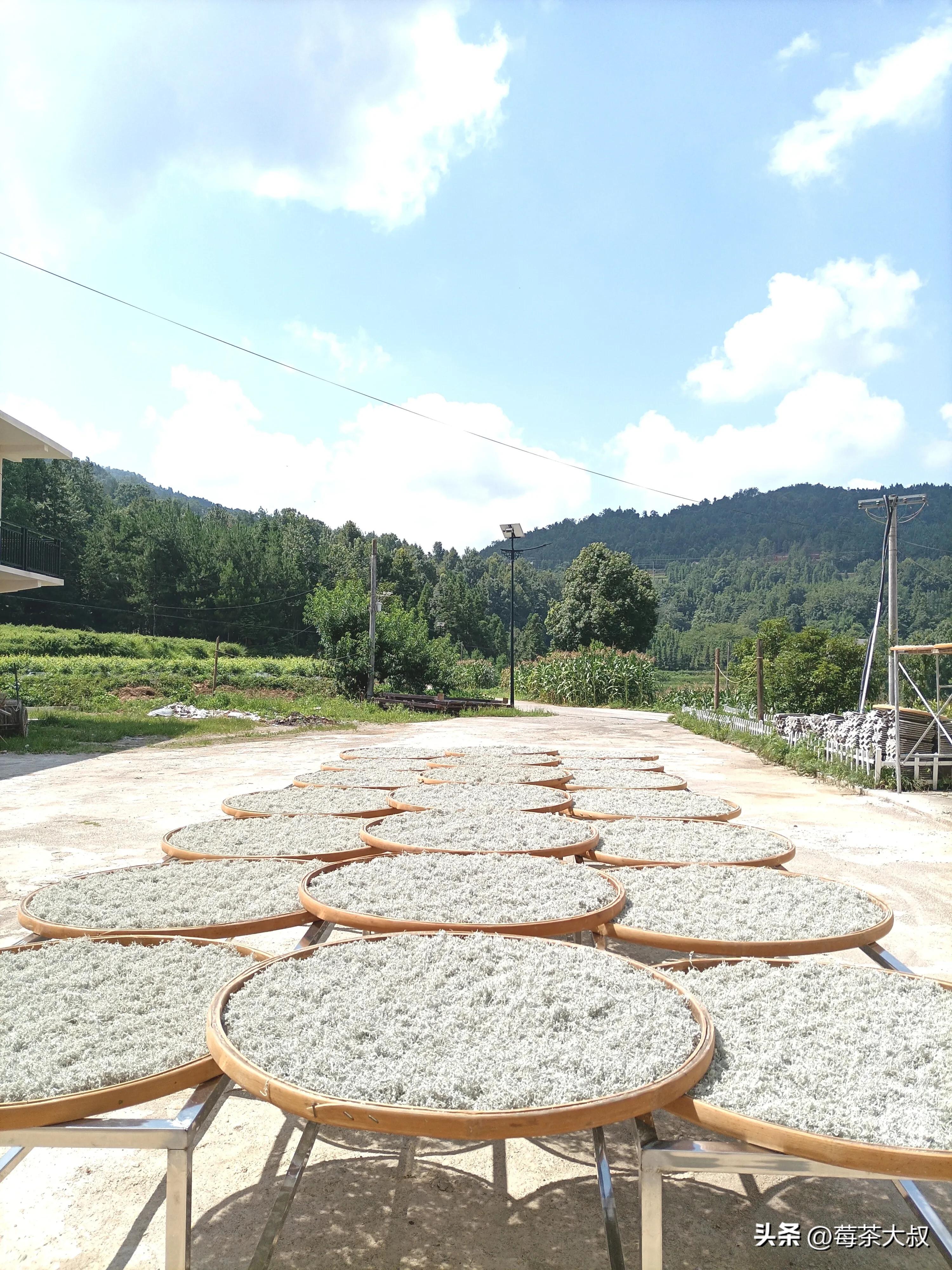 莓茶和藤茶有什么区别（长期喝莓茶的危害）-第4张图片-巴山号