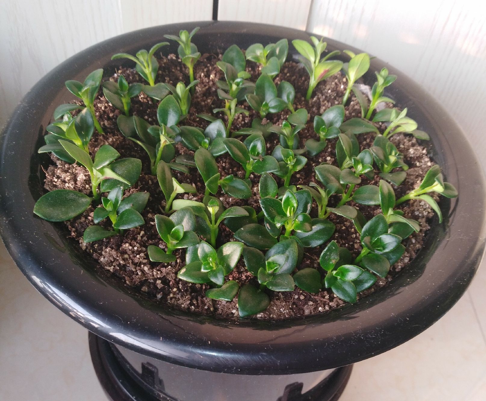 5种"金字花",富贵招财有"好兆头",当成年宵花,吉利又旺家