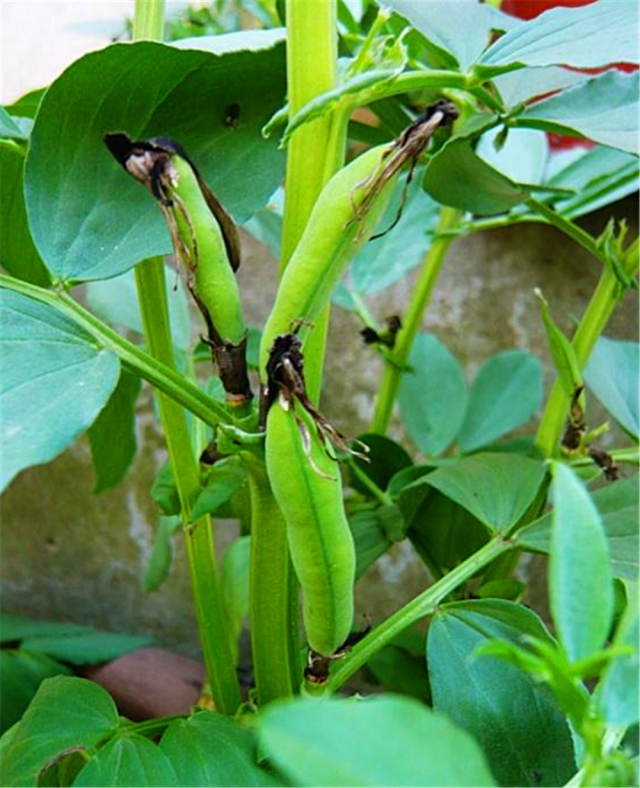 古代一种外来草，李时珍命名“蚕豆”，价值很高，价格却很低廉