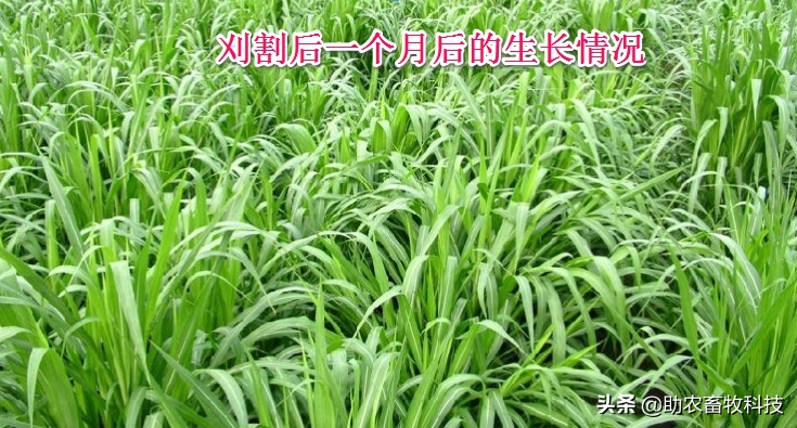 皇竹草、甜象草、糖蔗3号牧草亩产可超30吨，我国北方能种植吗？