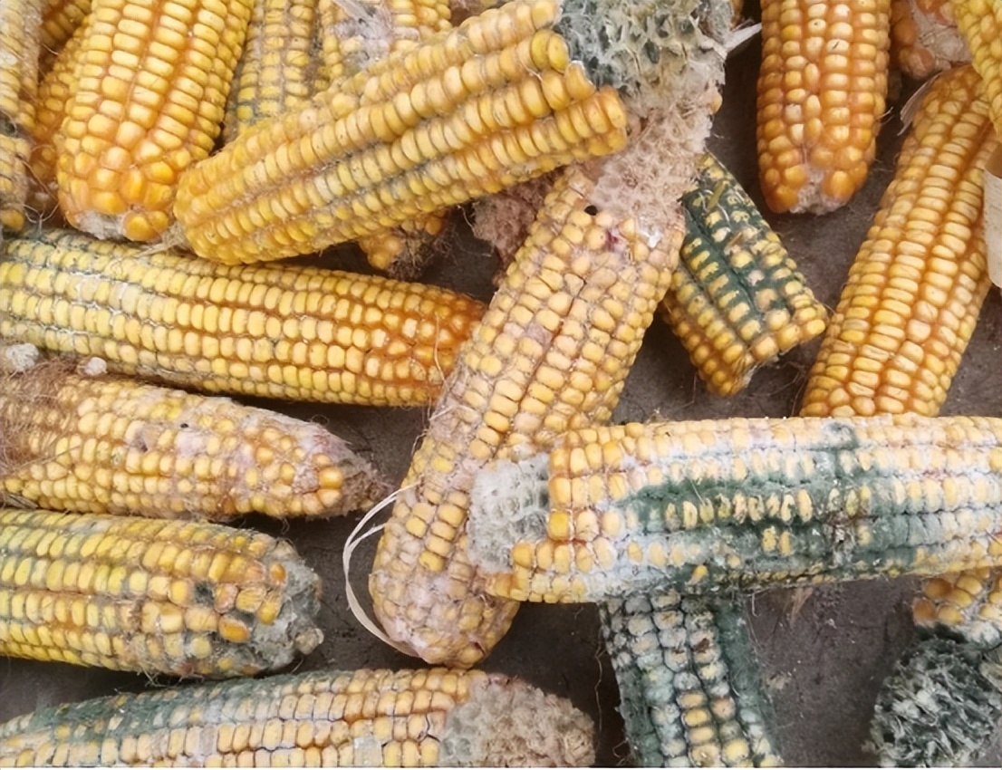 二,像这样吃玉米,我不能忍受敲打我的肝脏