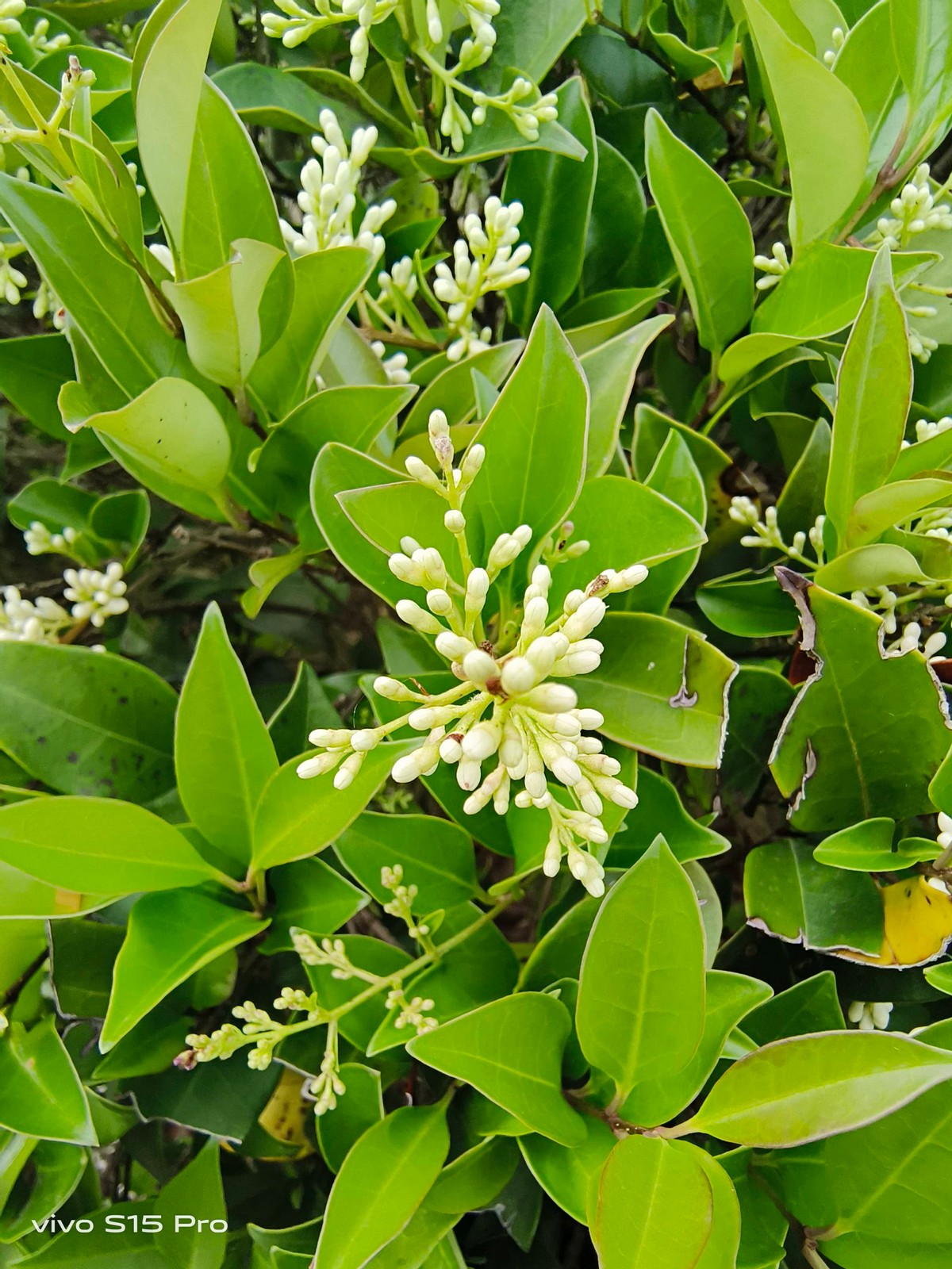 vivo S15 Pro体验：性能迎来亮眼提升，名副其实的“全能甜品”