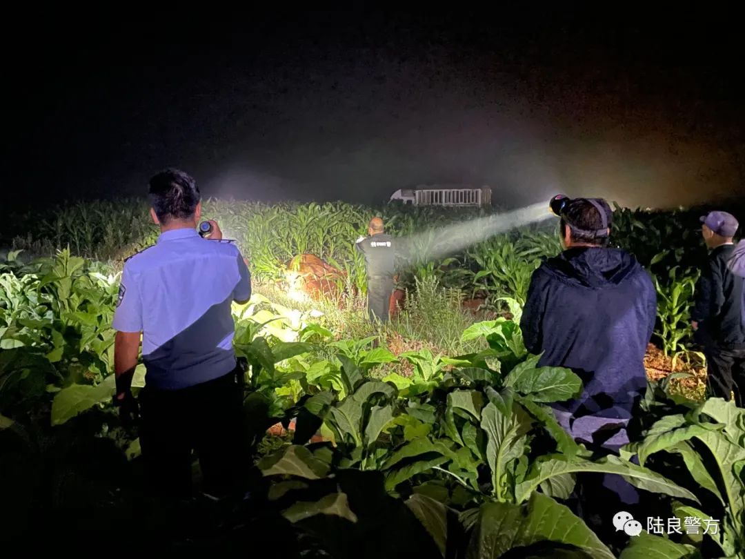 黄牛深夜狂奔 特警开枪击毙