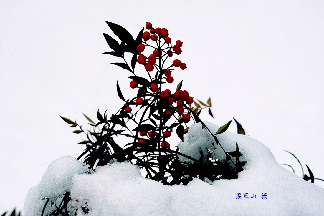 感恩大自然的馈赠“花果揪雪韵”