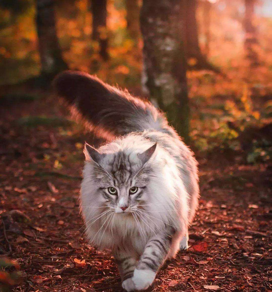 挪威森林猫真实图片