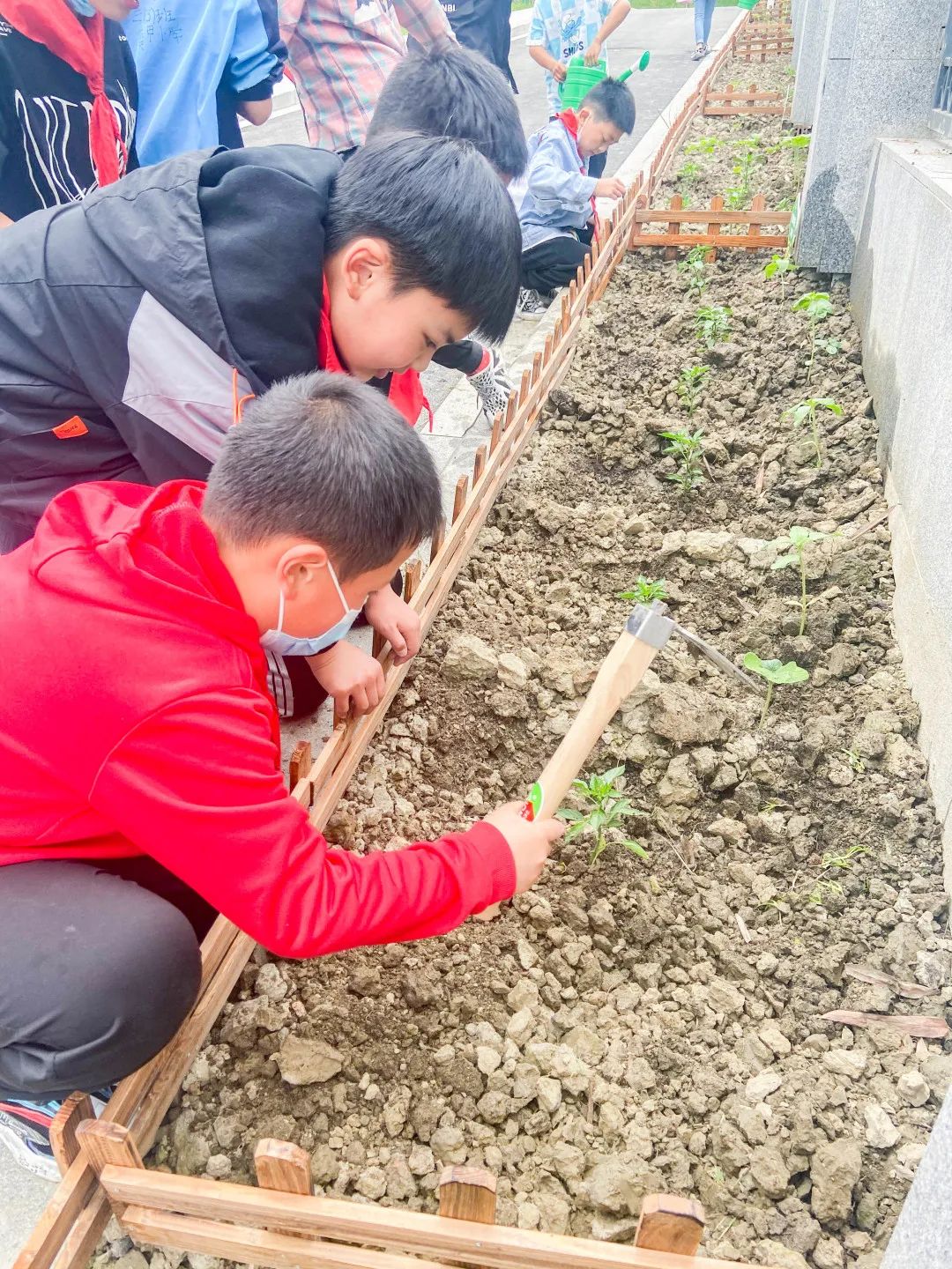 「责任教育 劳动课程」成都市双流区黄甲小学开发特色劳动种植课程