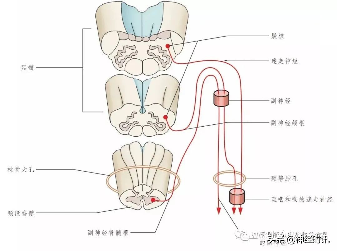 神经元结构图（高中生物神经元结构图）-第26张图片-昕阳网