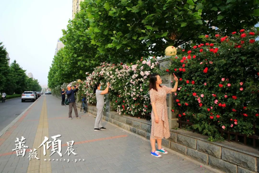 丹东这一地儿入选全国十大赏樱地！赏花攻略提前收藏