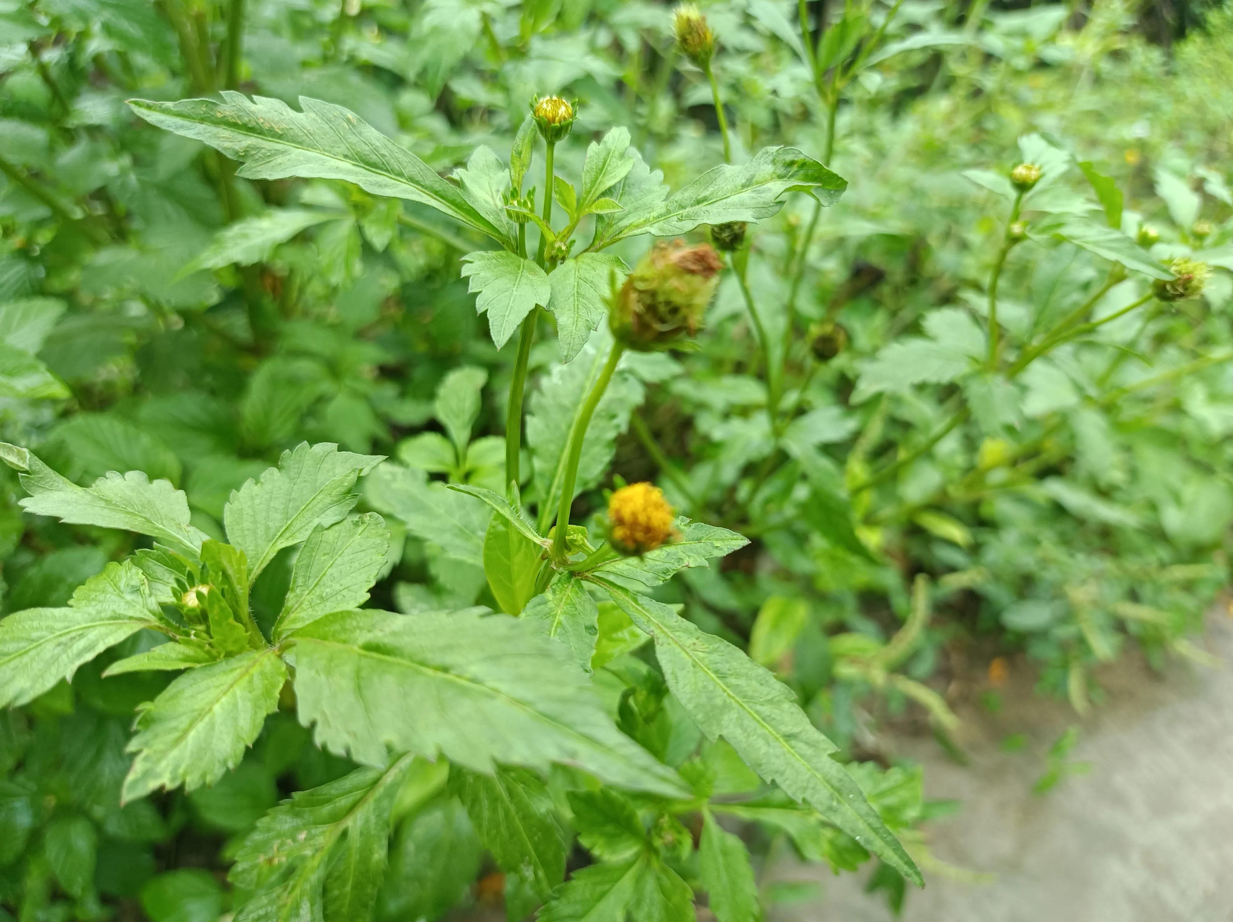 鬼针草泡水喝的功效 鬼针草神奇功效-文化号