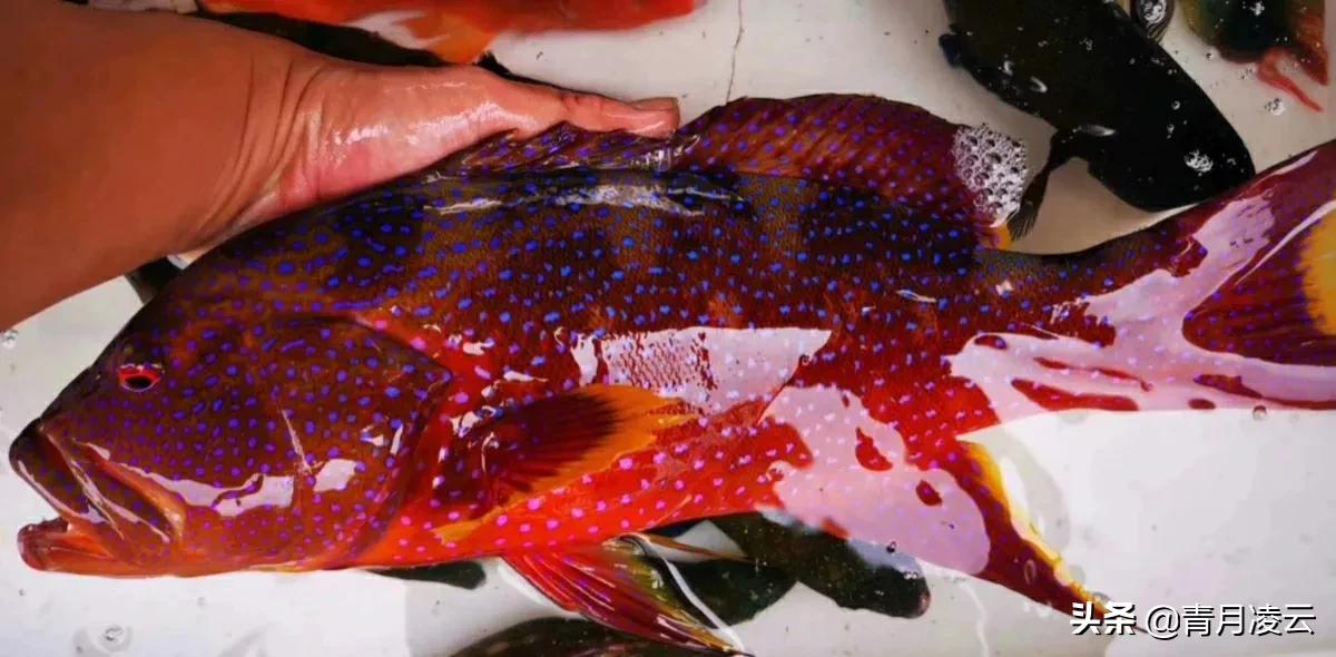 青衣鱼多少钱一斤(海鲜) - 价格百科