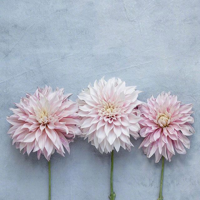 值得收藏的晚安心语，简单干净，人见人爱