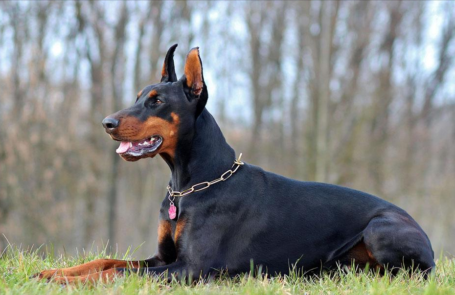 网友:听我一句劝,不要养杜宾犬