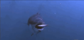 金枪鱼为速度而生，不游则亡，是被物理现象限制的海洋游泳王者