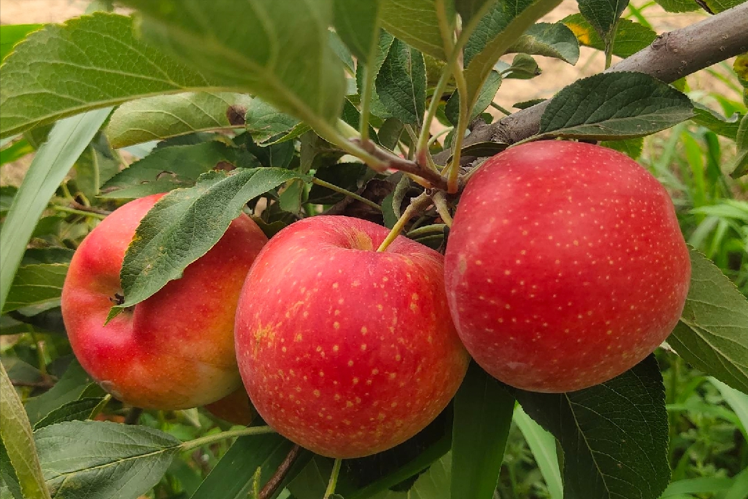 早熟苹果大量上市,价格迎来"巅峰时刻",苹果涨价是大势所趋?