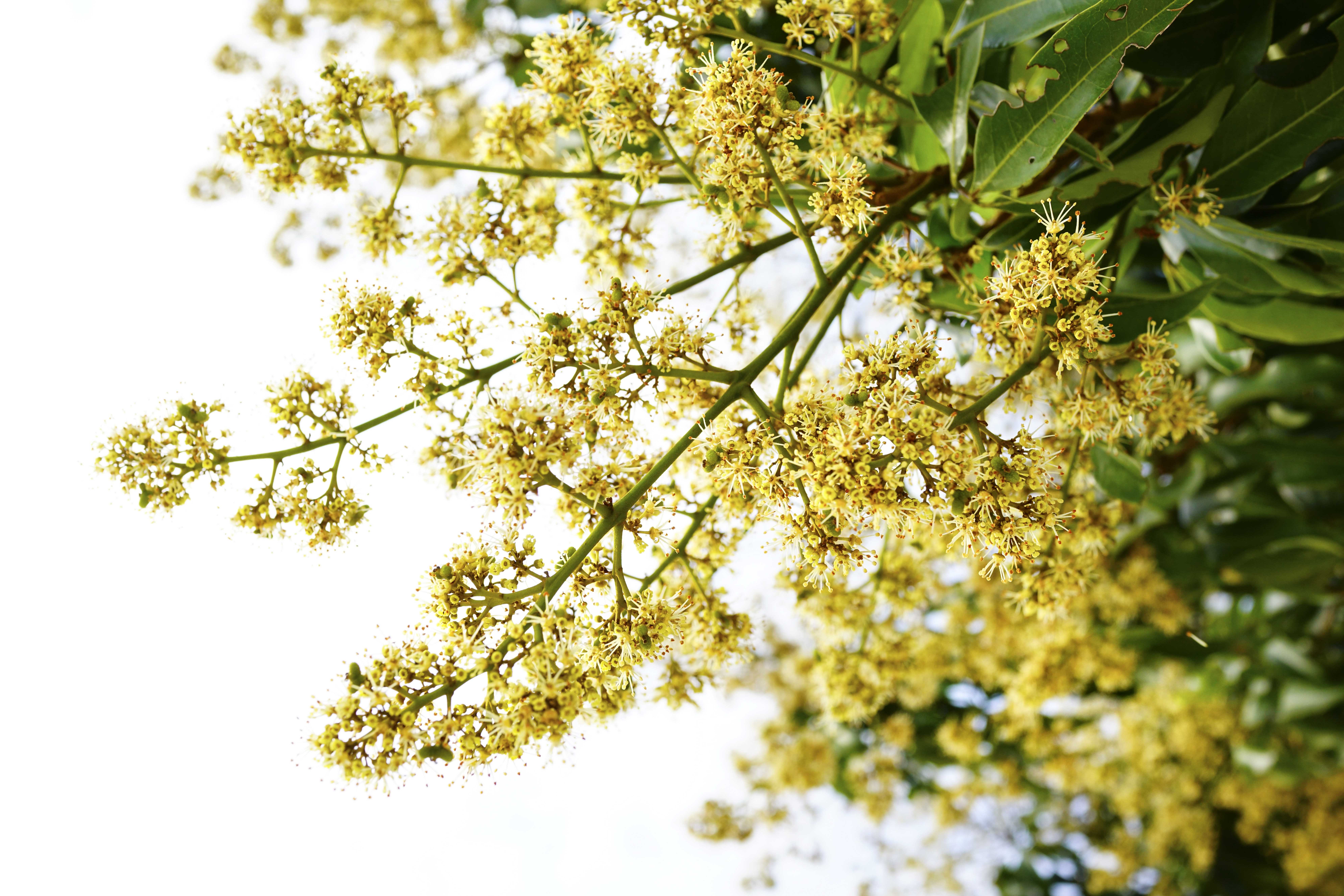 蜂花飞舞茂名荔枝花开盛况空前