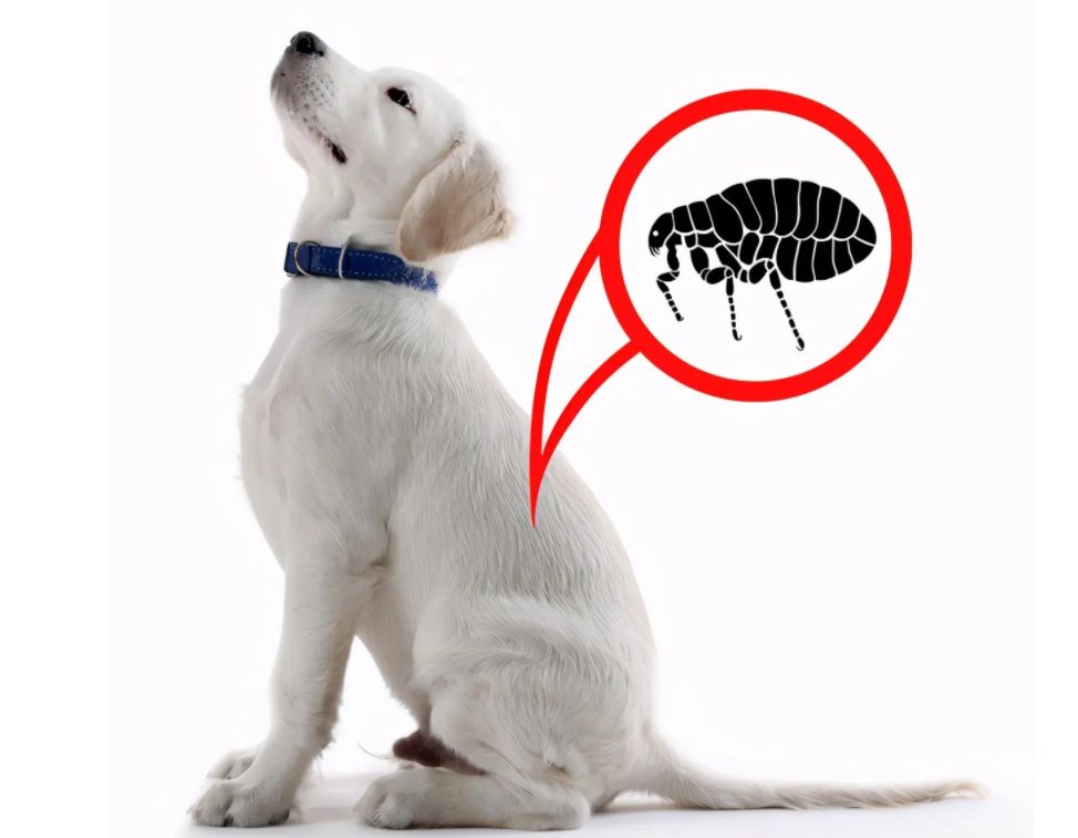 被跳蚤咬了怎么办（跳蚤叮咬后如何处理，跳蚤怎么消灭干净）