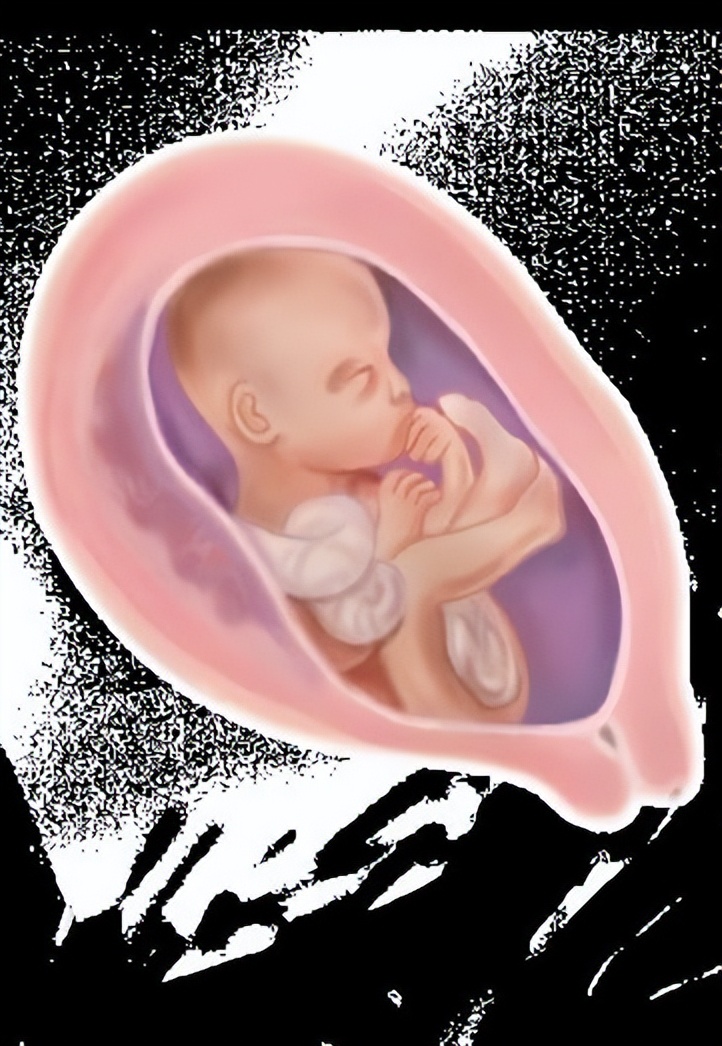 孕23周宝宝变化:视网膜已形成,具备微弱的视觉了,恒牙的牙胚开始发育