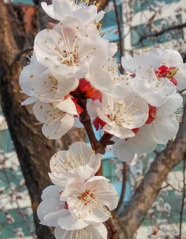 花朵是大自然的精灵，描写花的美丽诗词有哪些？