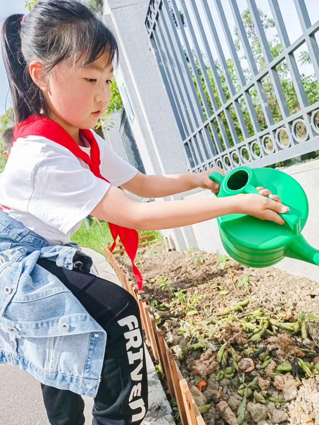 「责任教育 劳动课程」成都市双流区黄甲小学开发特色劳动种植课程