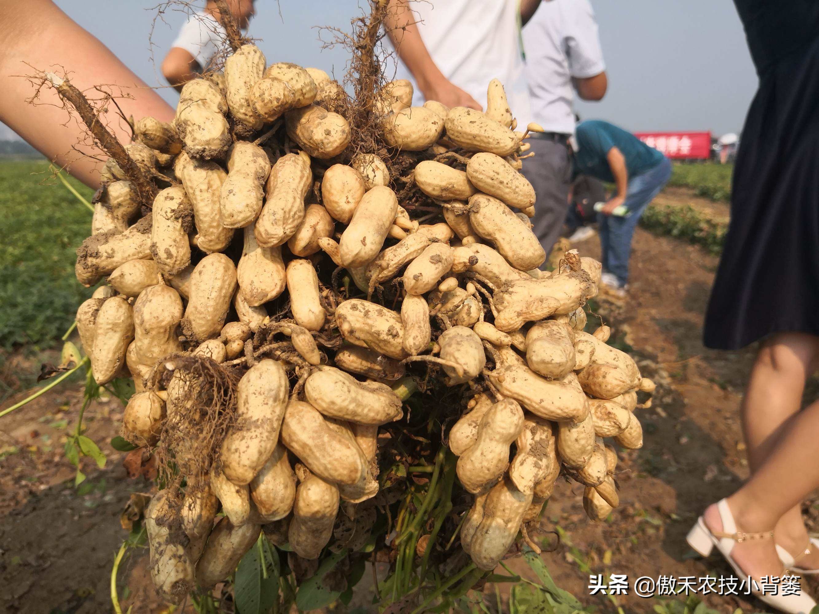 花生行距株距是多少（花生行距株距是多少一株几立种子）-第4张图片-科灵网